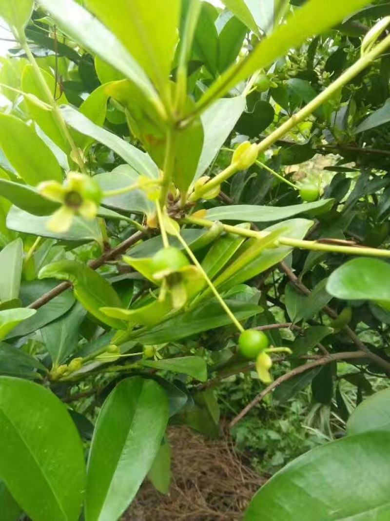小果巴西甜樱桃巴西樱桃苗樱桃苗庭院果树苗