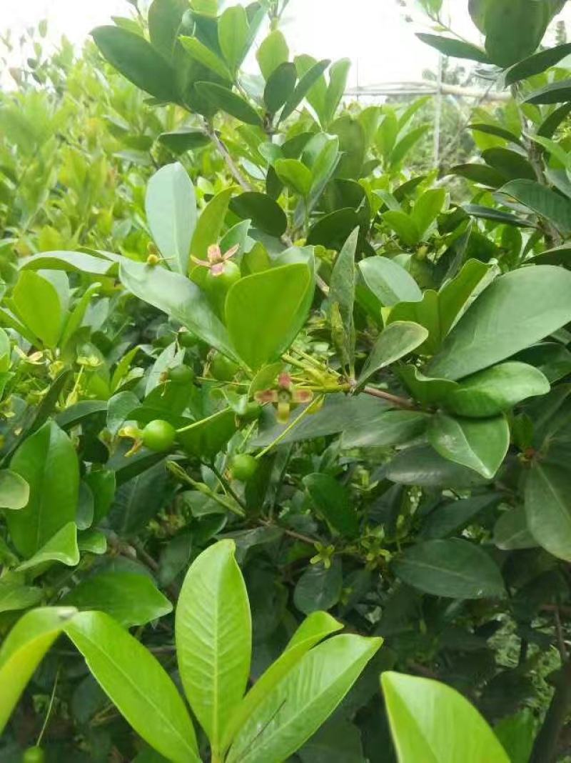 小果巴西甜樱桃巴西樱桃苗樱桃苗庭院果树苗