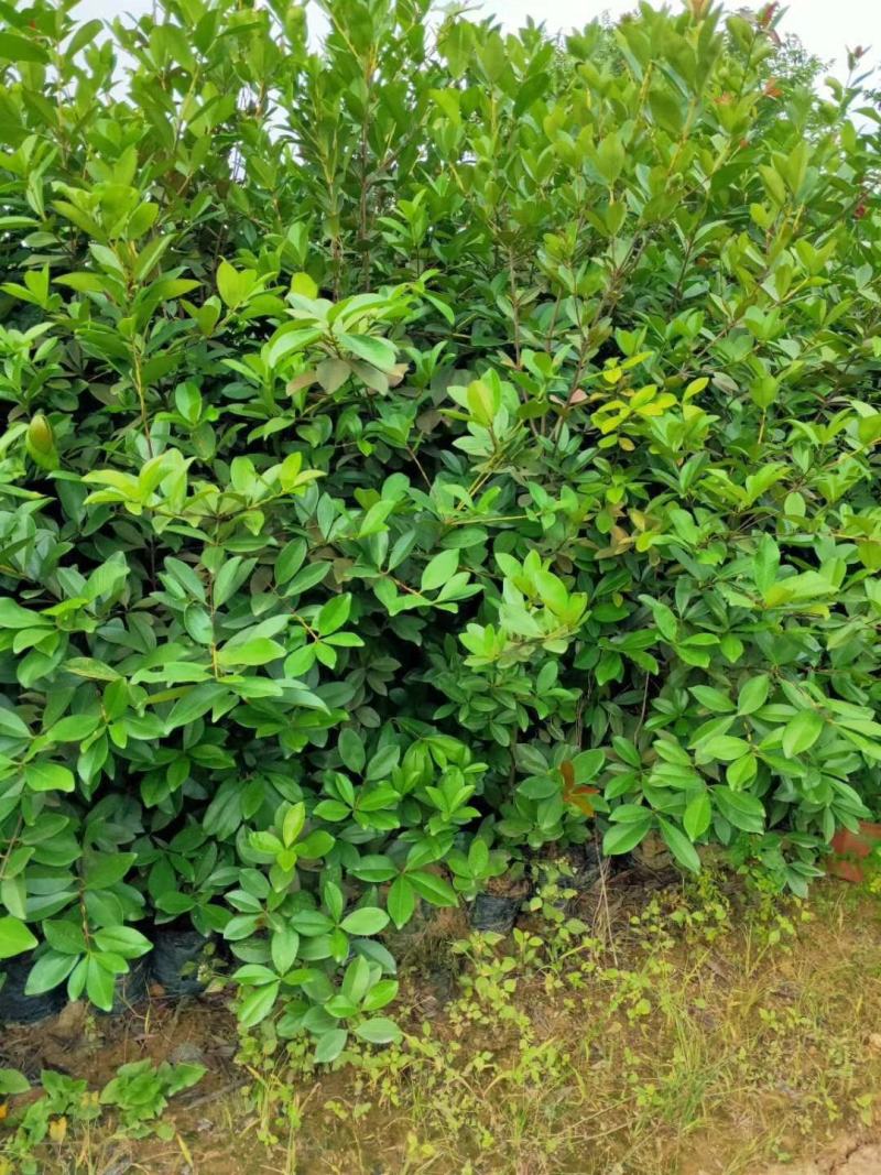 小果巴西甜樱桃巴西樱桃苗樱桃苗庭院果树苗