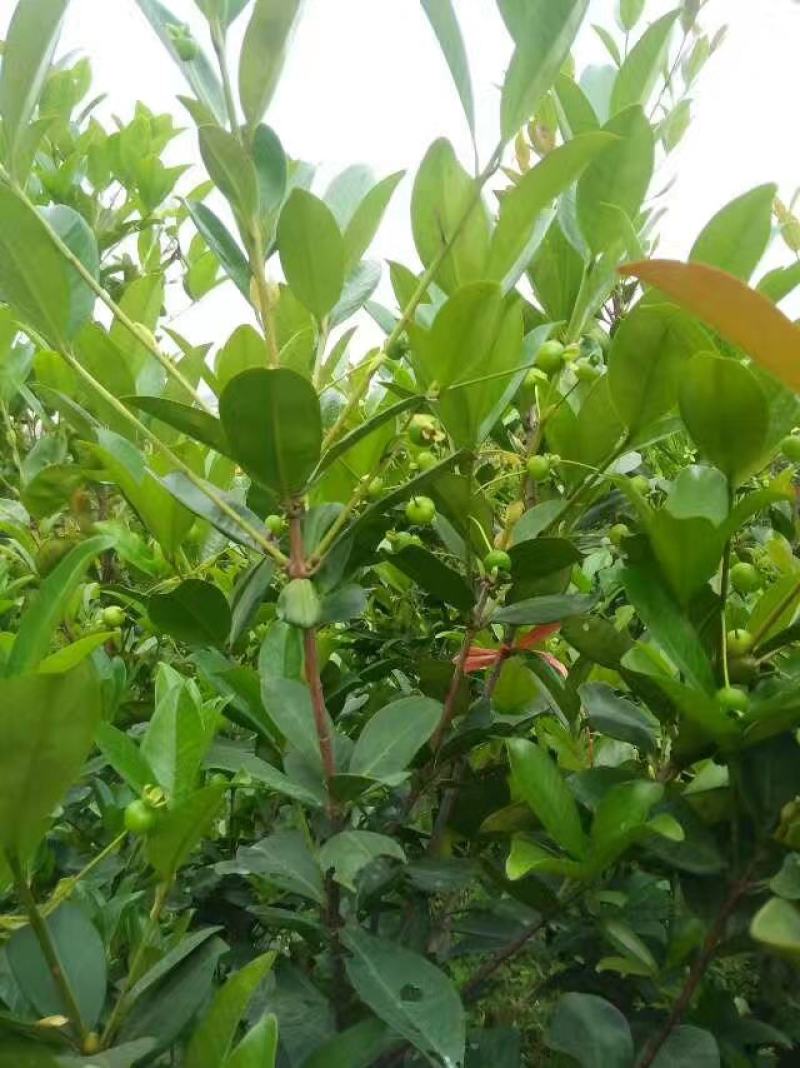 小果巴西甜樱桃巴西樱桃苗樱桃苗庭院果树苗