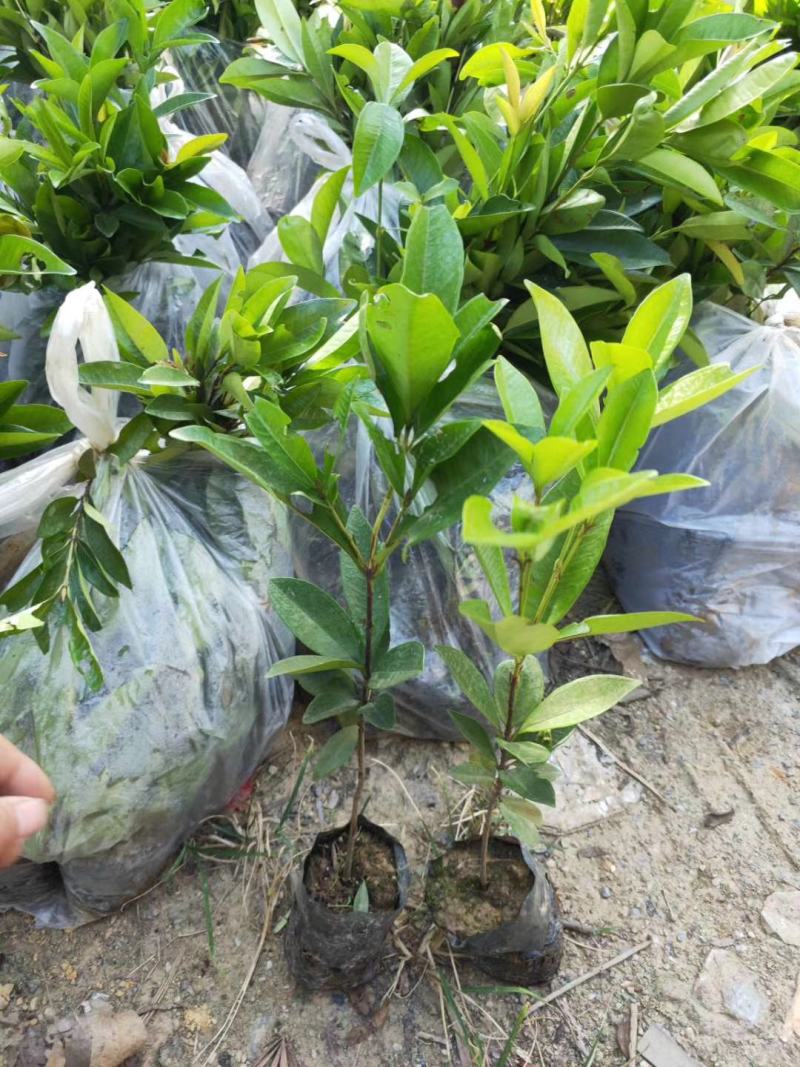 小果巴西甜樱桃巴西樱桃苗樱桃苗庭院果树苗