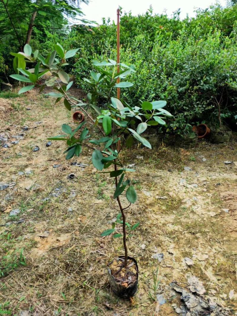 小果巴西甜樱桃巴西樱桃苗樱桃苗庭院果树苗