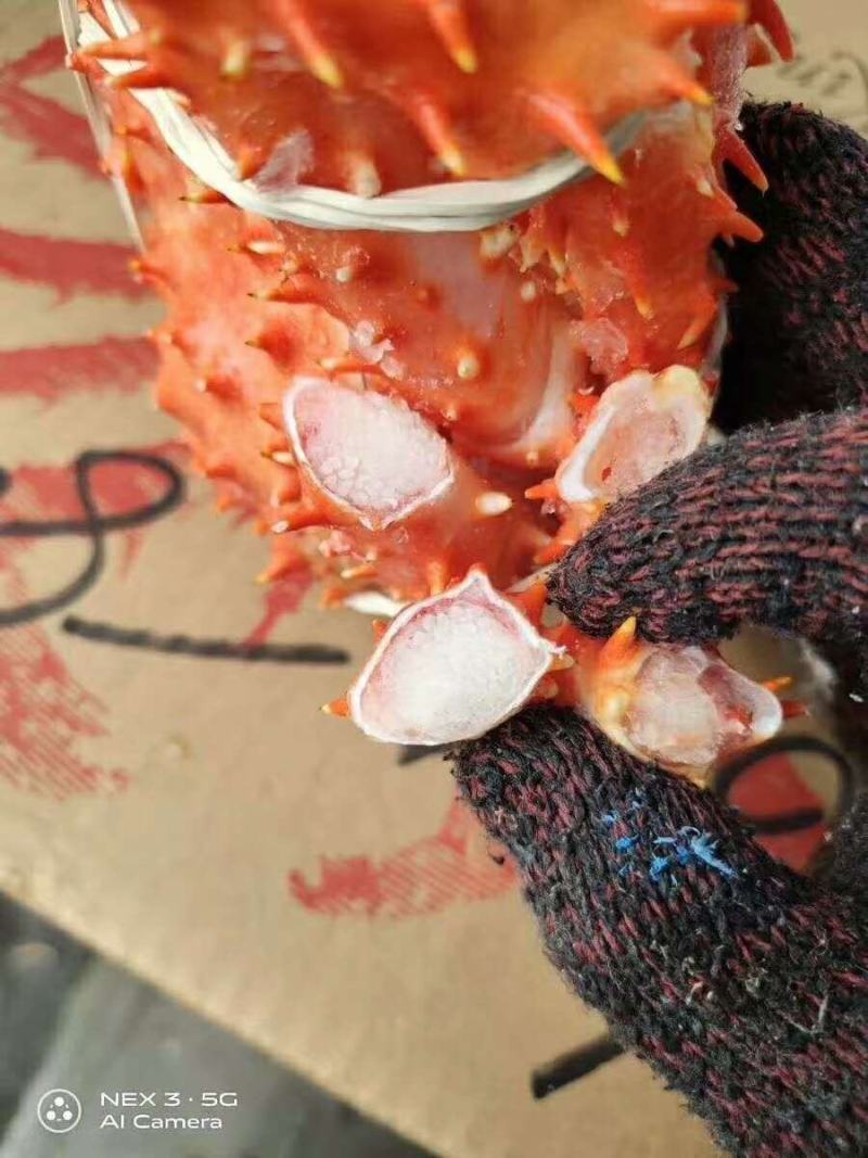 熟冻智利帝王蟹，熟冻帝王蟹，质量保证，价格从优
