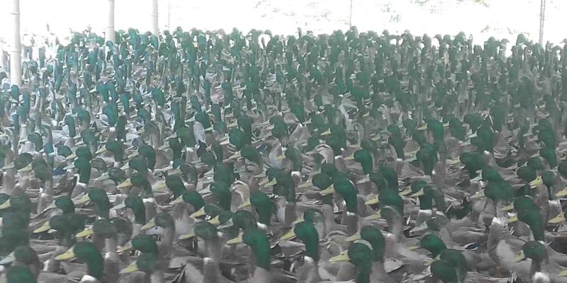 绿头鸭绿头野鸭公鸭散养绿头野鸭，大量上市，全国发货欢迎进