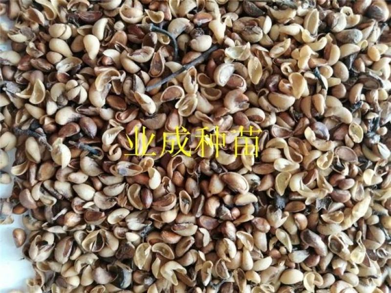 秋枫种子胶冬重阳木
