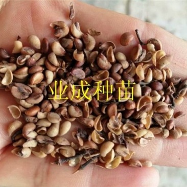 秋枫种子胶冬重阳木