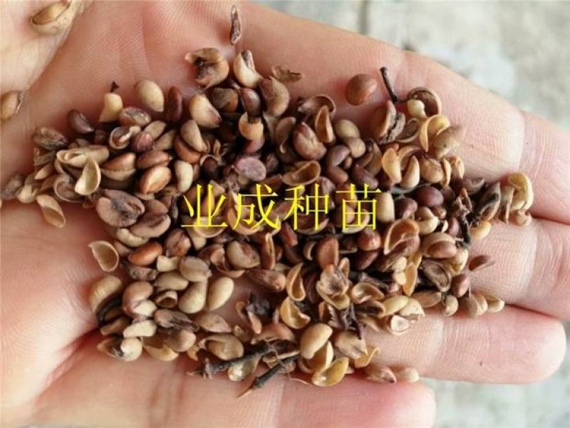秋枫种子胶冬重阳木