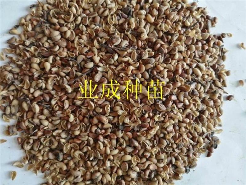 秋枫种子胶冬重阳木