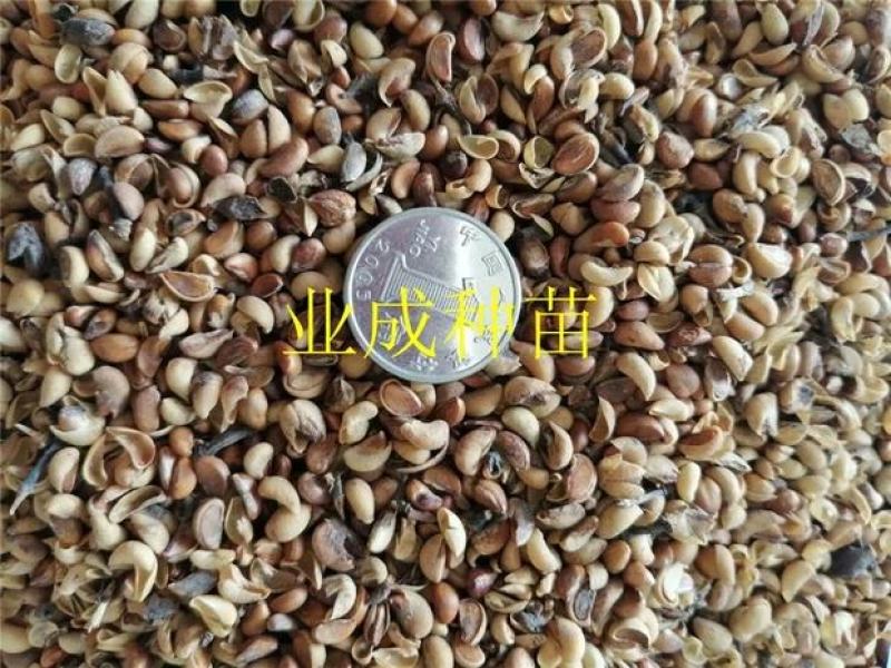 秋枫种子胶冬重阳木