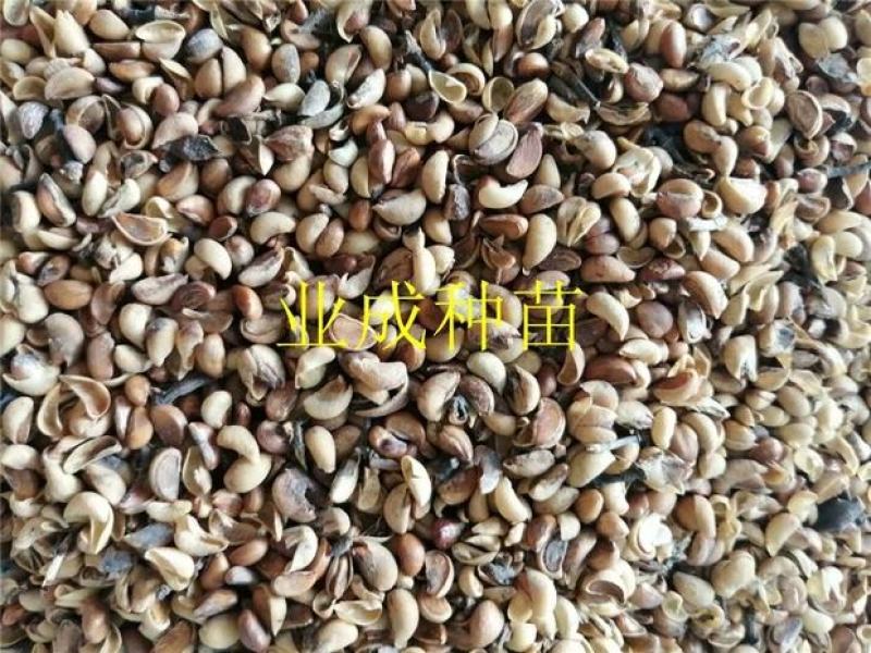 秋枫种子胶冬重阳木