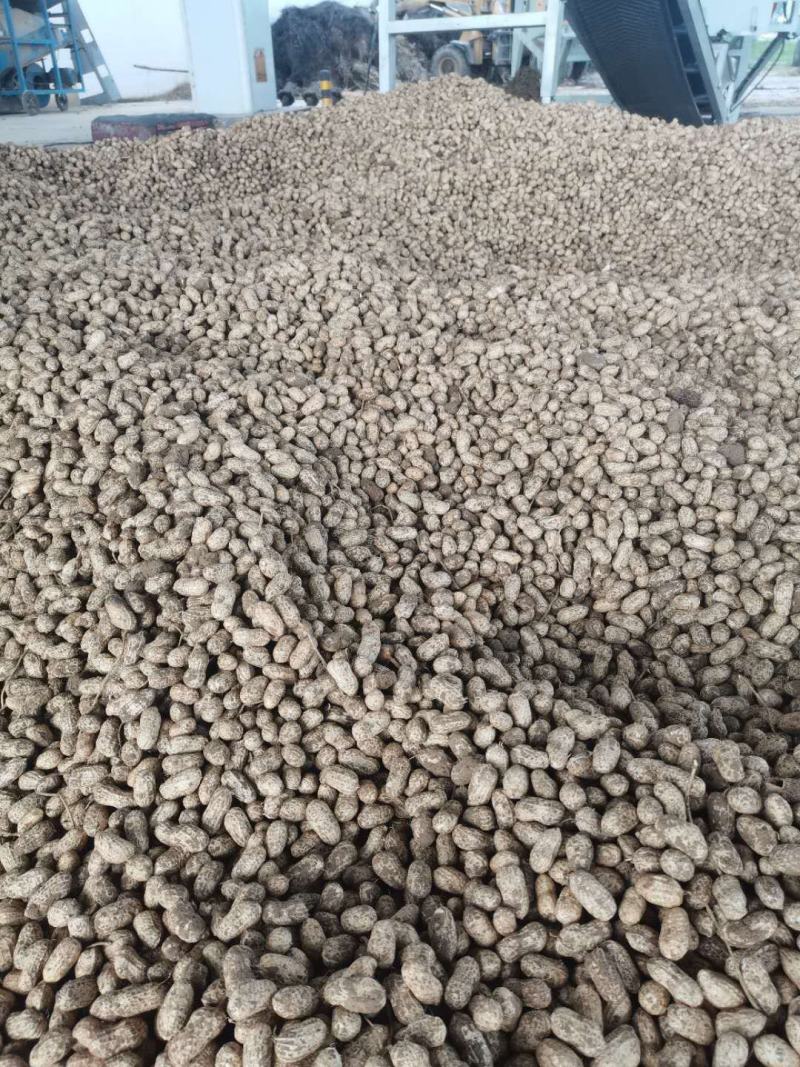 小白沙鲜花生精品花生全国发货保质保量欢迎咨询