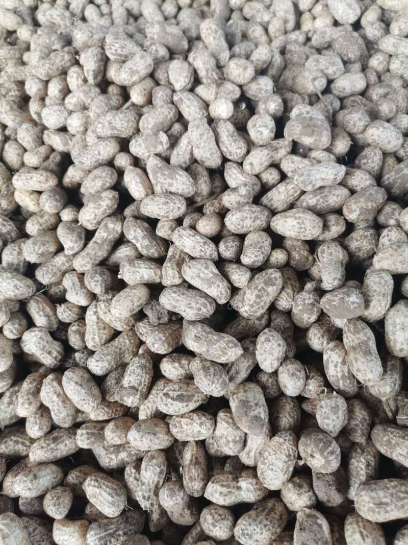 小白沙鲜花生精品花生全国发货保质保量欢迎咨询