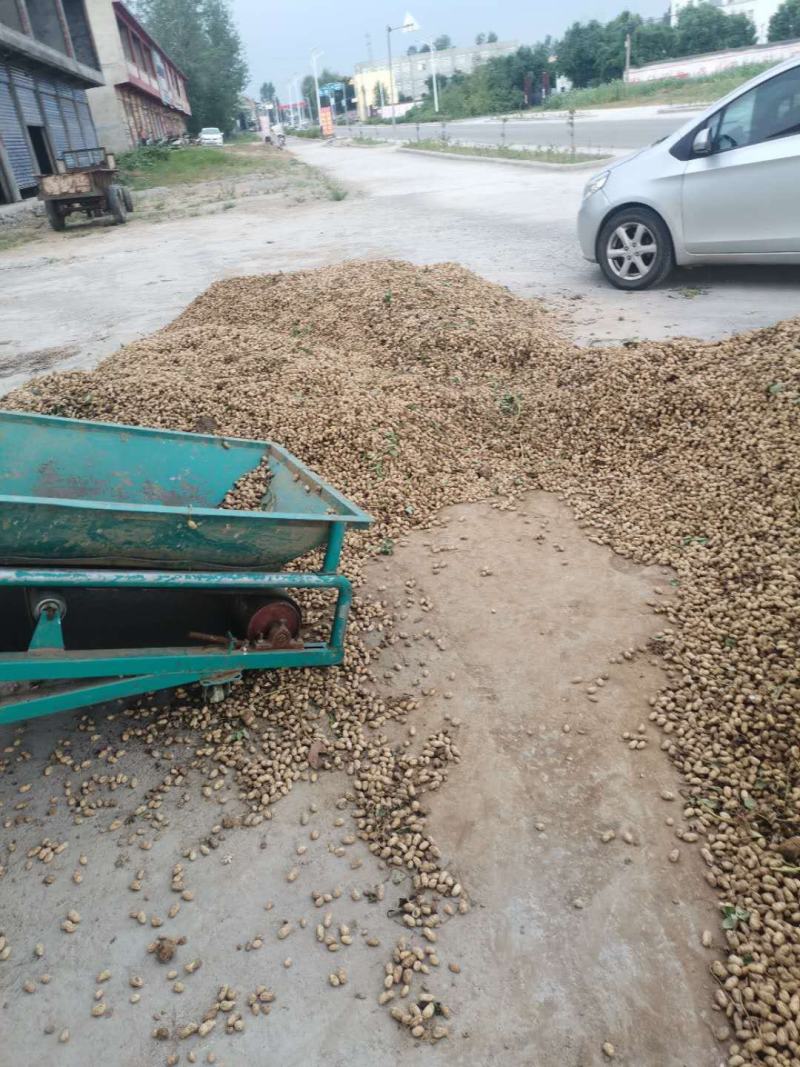 小白沙鲜花生精品花生全国发货保质保量欢迎咨询
