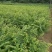 广西牛甘果苗余甘果苗嫁接苗大肉余甘果苗一手货源诚信交易