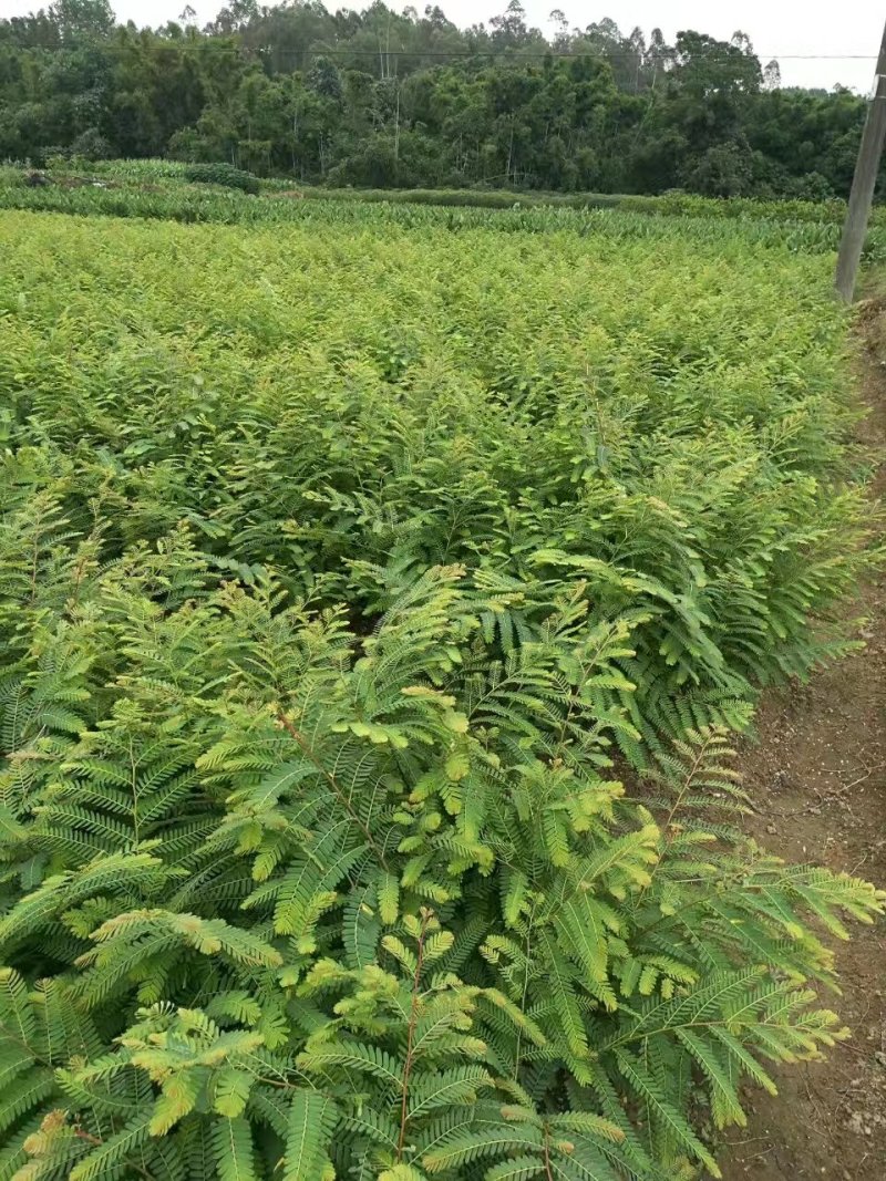 广西牛甘果苗余甘果苗嫁接苗大肉余甘果苗一手货源诚信交易