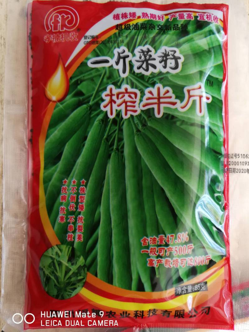 超级油菜杂交新品种株型矮抗裂荚不倒伏不串枝抗病抗寒含油高