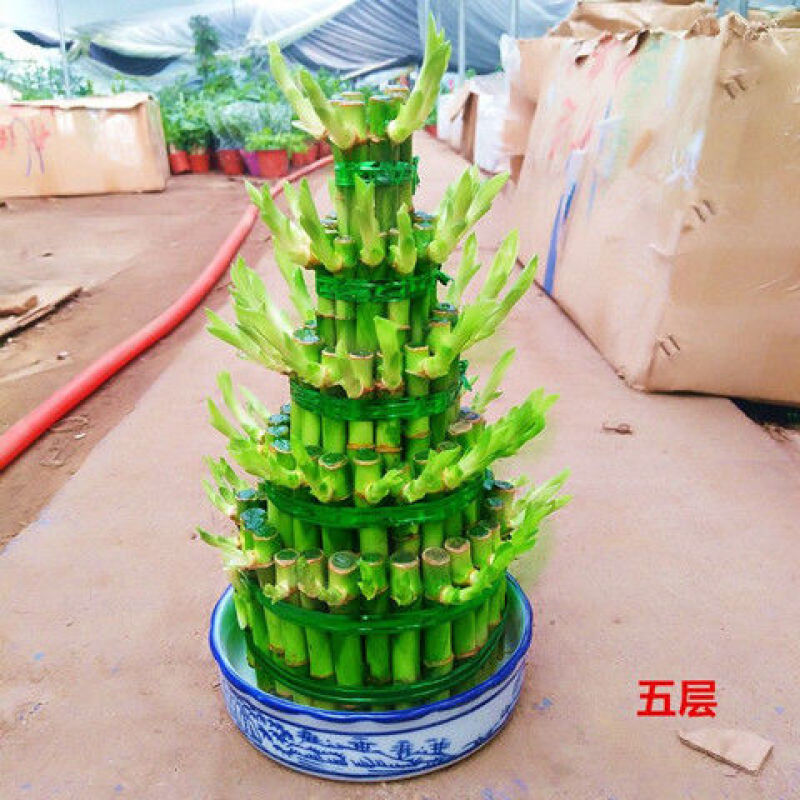 竹塔富贵竹盆栽组合节节高水培观音竹子客厅卧室茶几步步高转