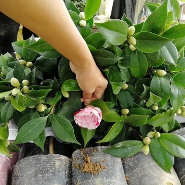 四季山茶花树苗盆栽带花一树多色茶花庭院花卉植物开花不断浓