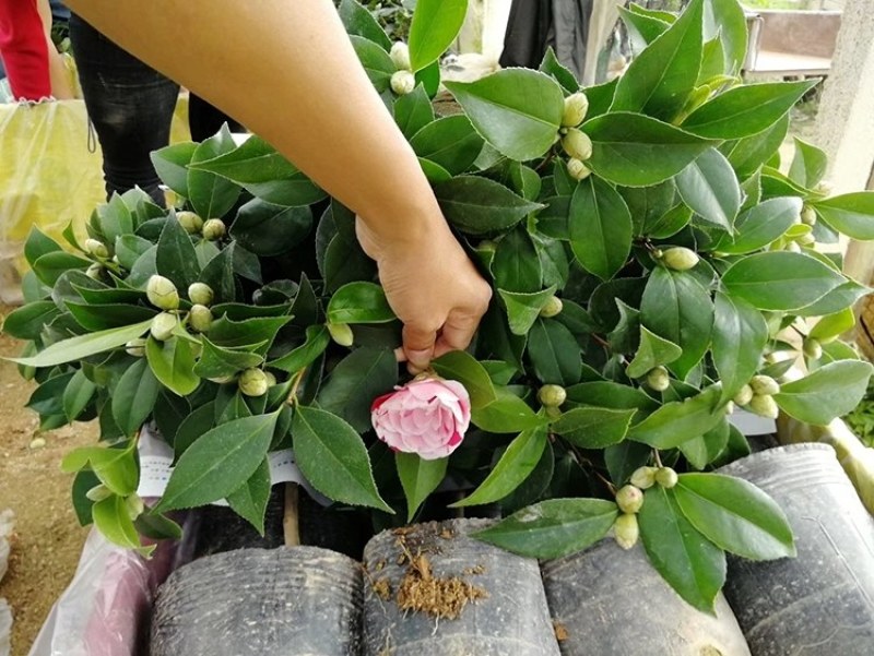 四季山茶花树苗盆栽带花一树多色茶花庭院花卉植物开花不断浓