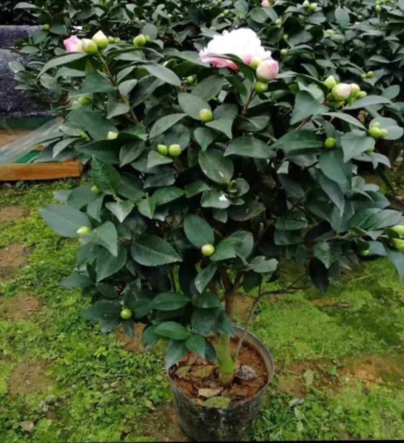 四季山茶花树苗盆栽带花一树多色茶花庭院花卉植物开花不断浓