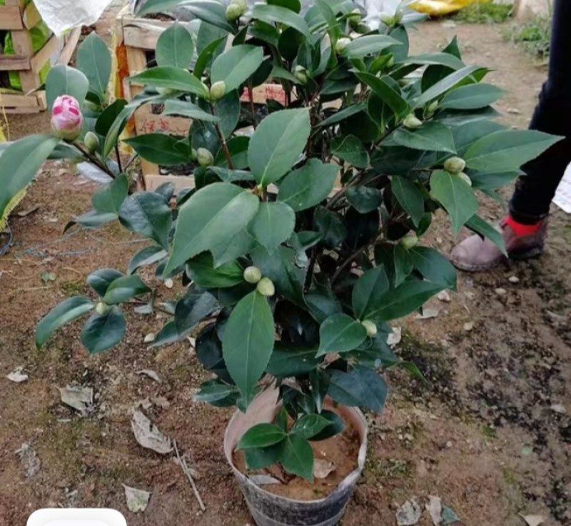 四季山茶花树苗盆栽带花一树多色茶花庭院花卉植物开花不断浓