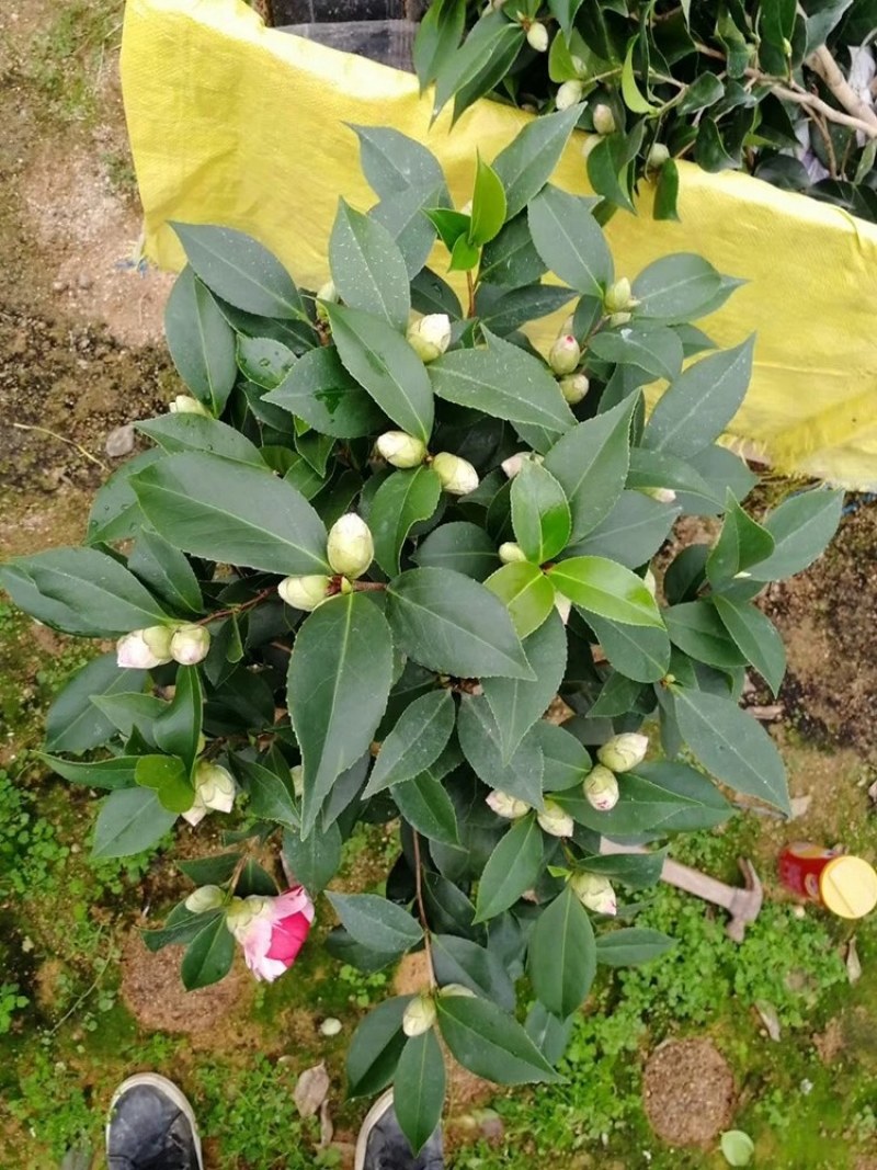 四季山茶花树苗盆栽带花一树多色茶花庭院花卉植物开花不断浓