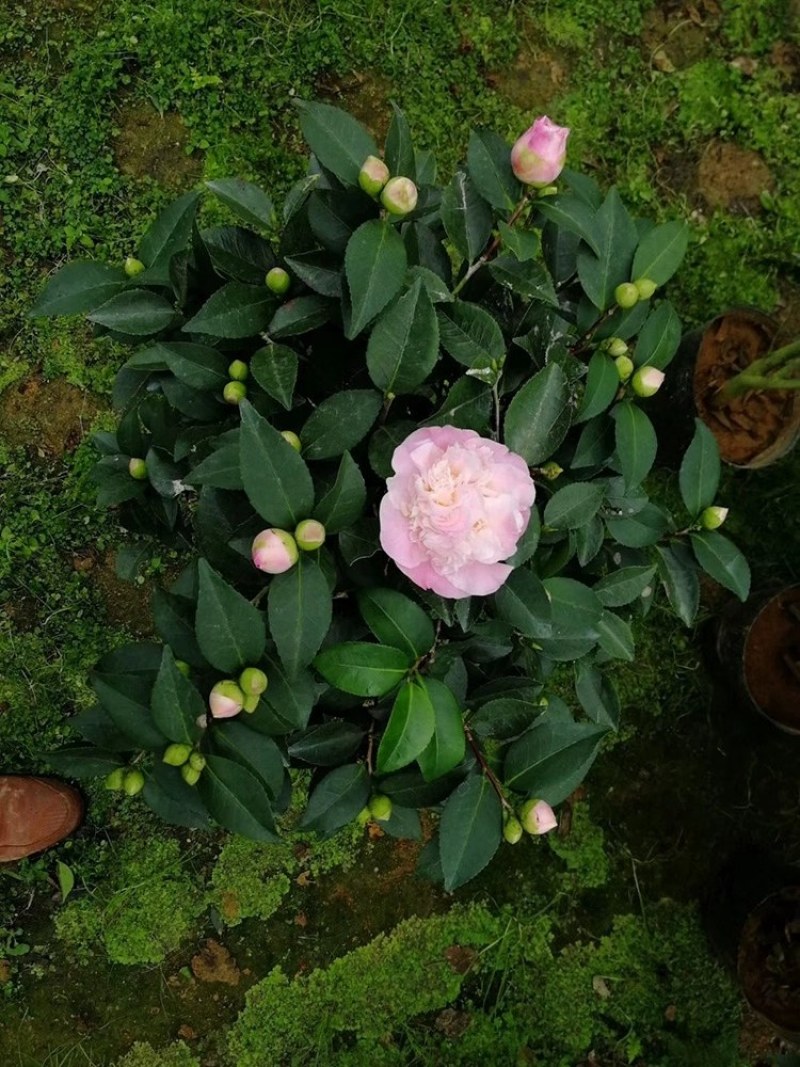 四季山茶花树苗盆栽带花一树多色茶花庭院花卉植物开花不断浓