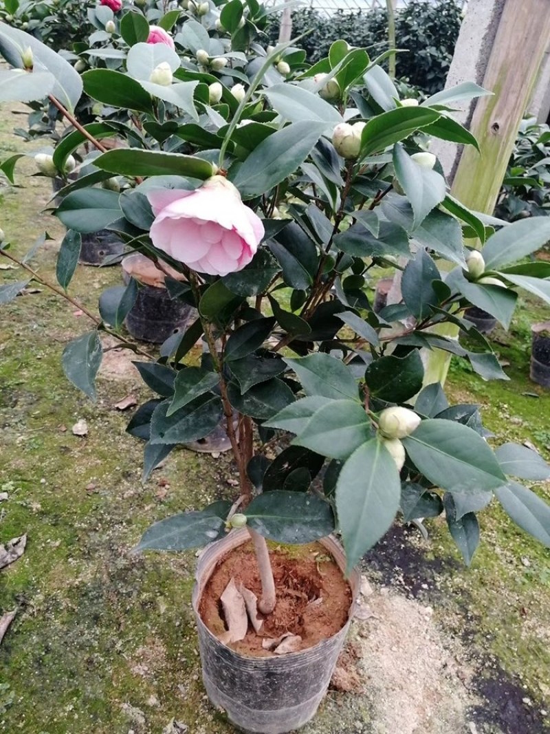 四季山茶花树苗盆栽带花一树多色茶花庭院花卉植物开花不断浓