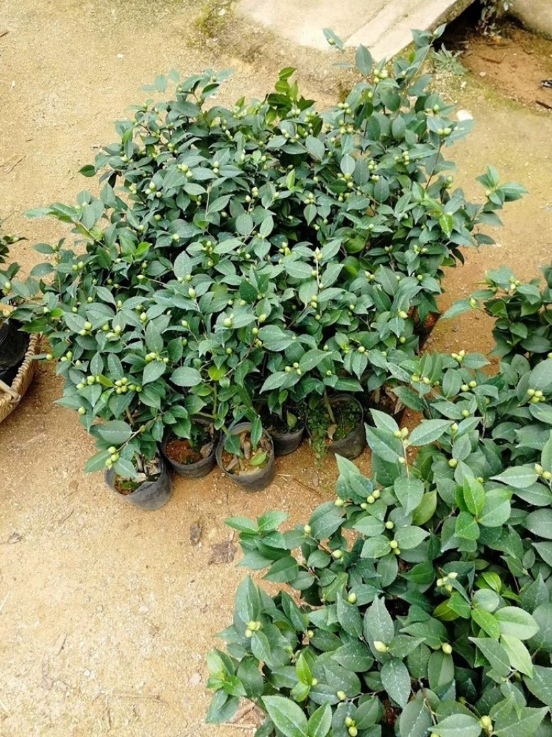 四季山茶花树苗盆栽带花一树多色茶花庭院花卉植物开花不断浓