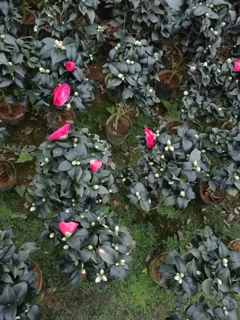 四季山茶花树苗盆栽带花一树多色茶花庭院花卉植物开花不断浓