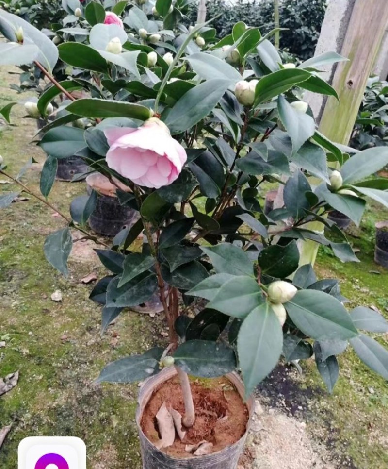 四季山茶花树苗盆栽带花一树多色茶花庭院花卉植物开花不断浓