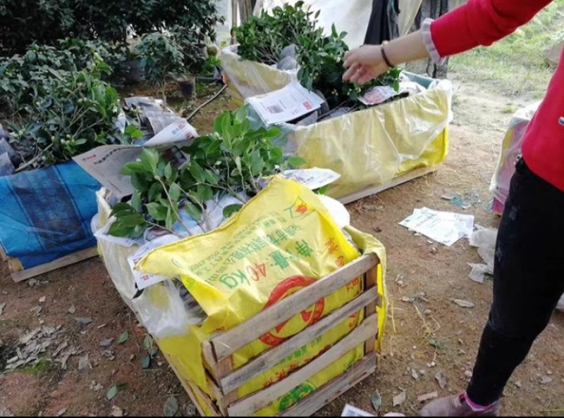 四季山茶花树苗盆栽带花一树多色茶花庭院花卉植物开花不断浓