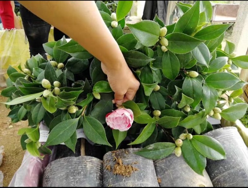 四季山茶花树苗盆栽带花一树多色茶花庭院花卉植物开花不断浓