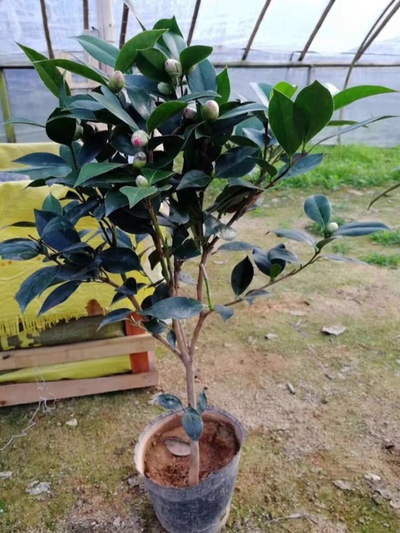四季山茶花树苗盆栽带花一树多色茶花庭院花卉植物开花不断浓