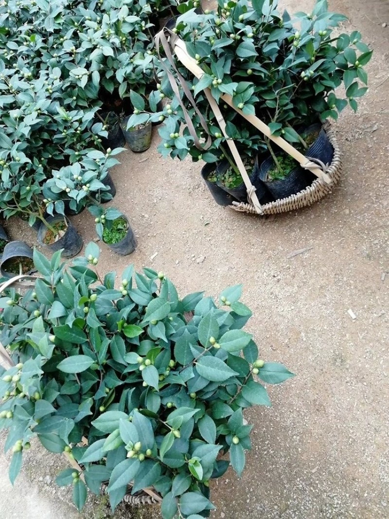 四季山茶花树苗盆栽带花一树多色茶花庭院花卉植物开花不断浓