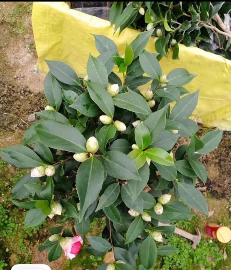 四季山茶花树苗盆栽带花一树多色茶花庭院花卉植物开花不断浓