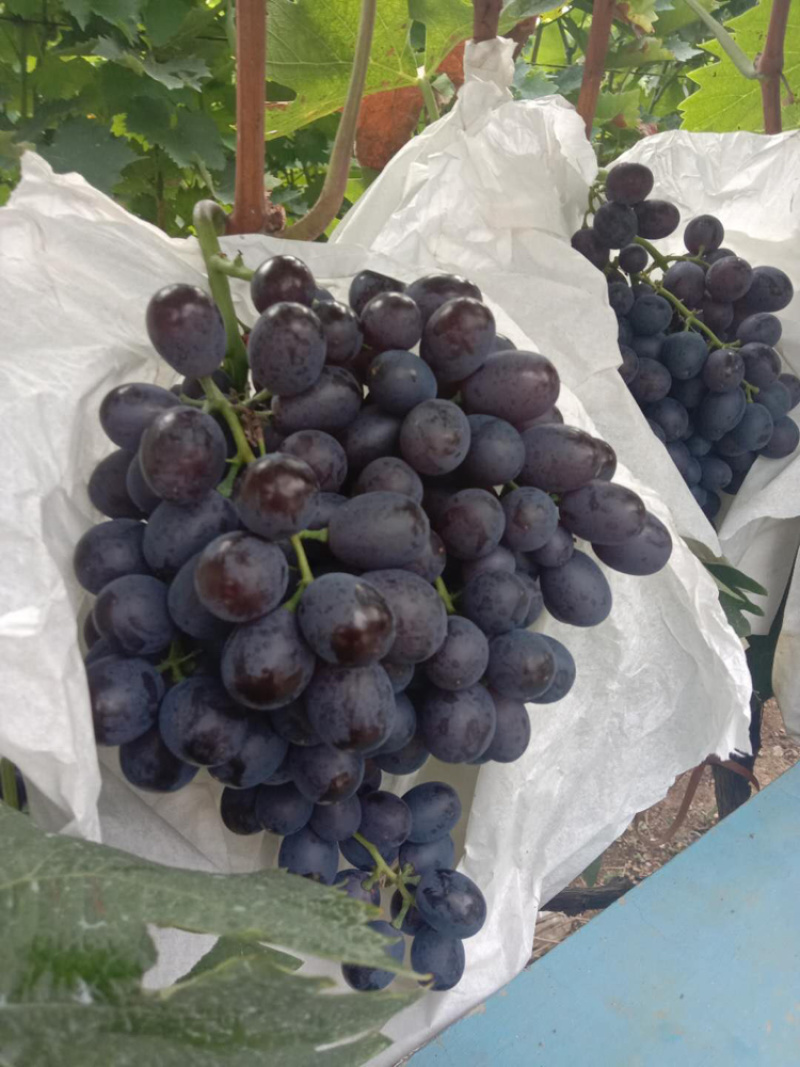 玫瑰香葡萄上市了葡萄🍇葡萄🍇葡萄香甜可口