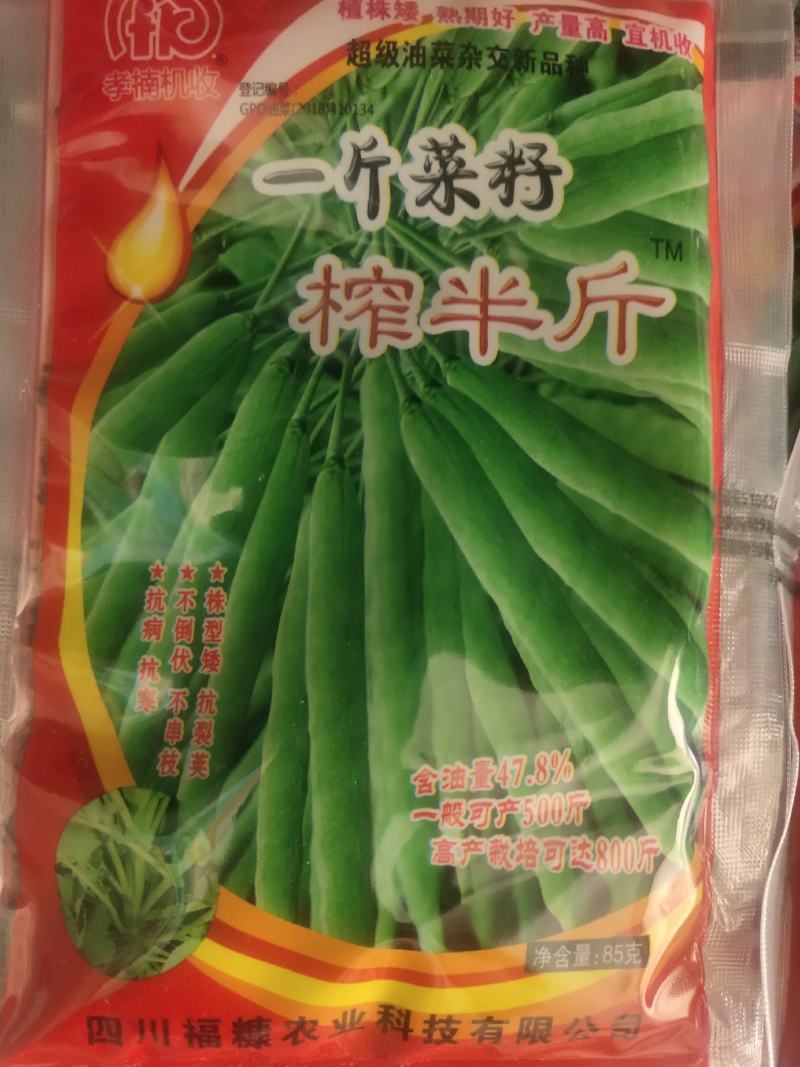 油菜种子，含油量47.8%，亩产最低600斤移栽800斤