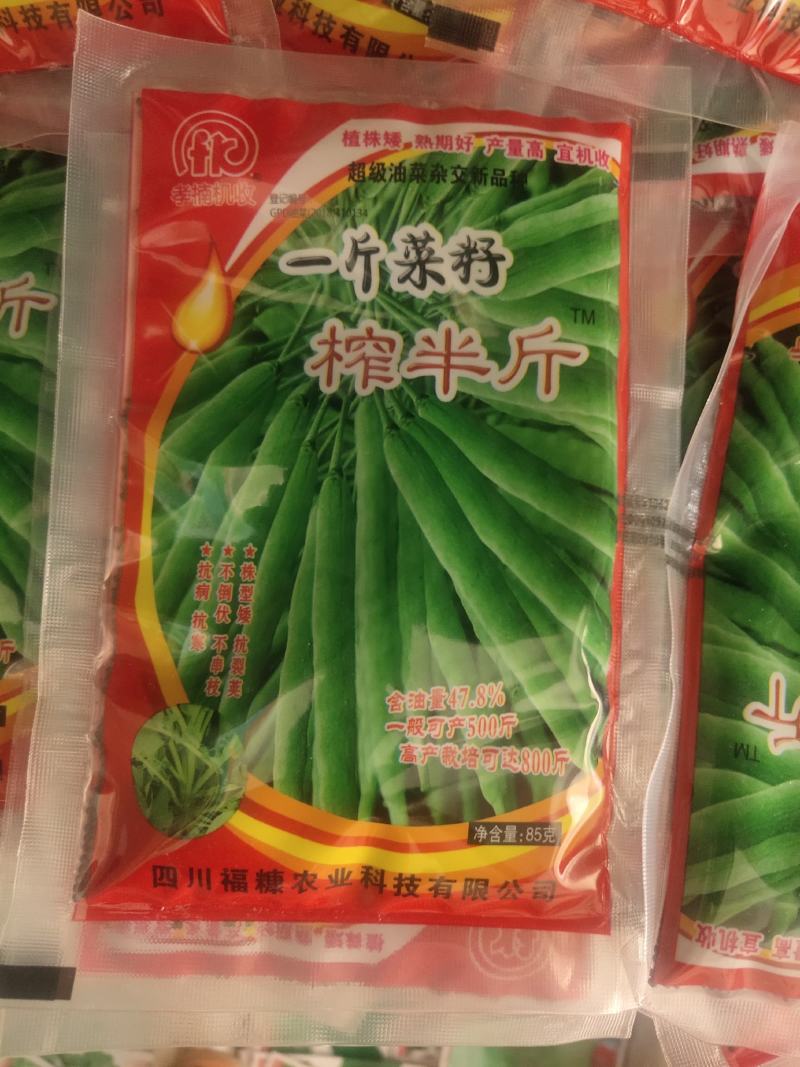油菜种子，含油量47.8%，亩产最低600斤移栽800斤