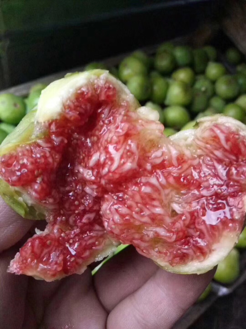 威海青皮无花果日供货量一万至两万斤，量大价优