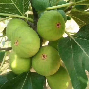 威海青皮无花果日供货量一万至两万斤，量大价优