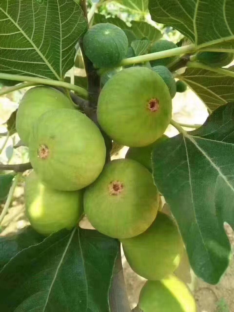威海青皮无花果日供货量一万至两万斤，量大价优