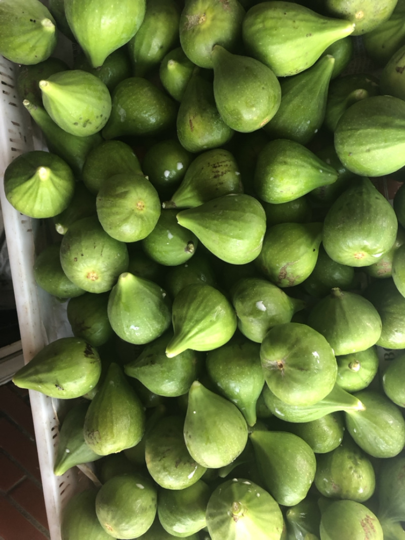 威海青皮无花果日供货量一万至两万斤，量大价优