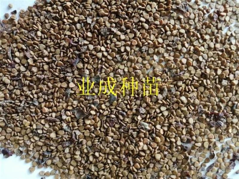 桃金娘种子多捻多年野果山杜鹃
