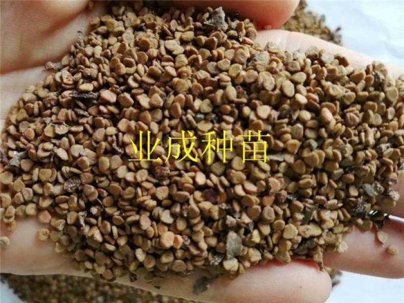 桃金娘种子多捻多年野果山杜鹃