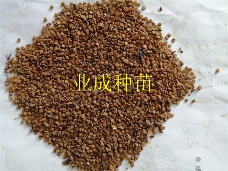 桃金娘种子多捻多年野果山杜鹃