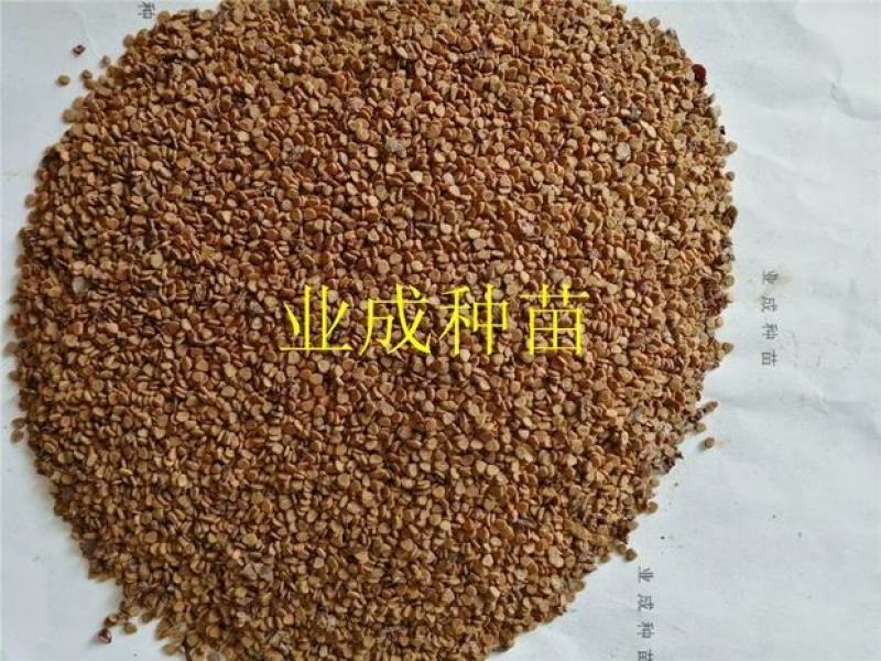 桃金娘种子多捻多年野果山杜鹃