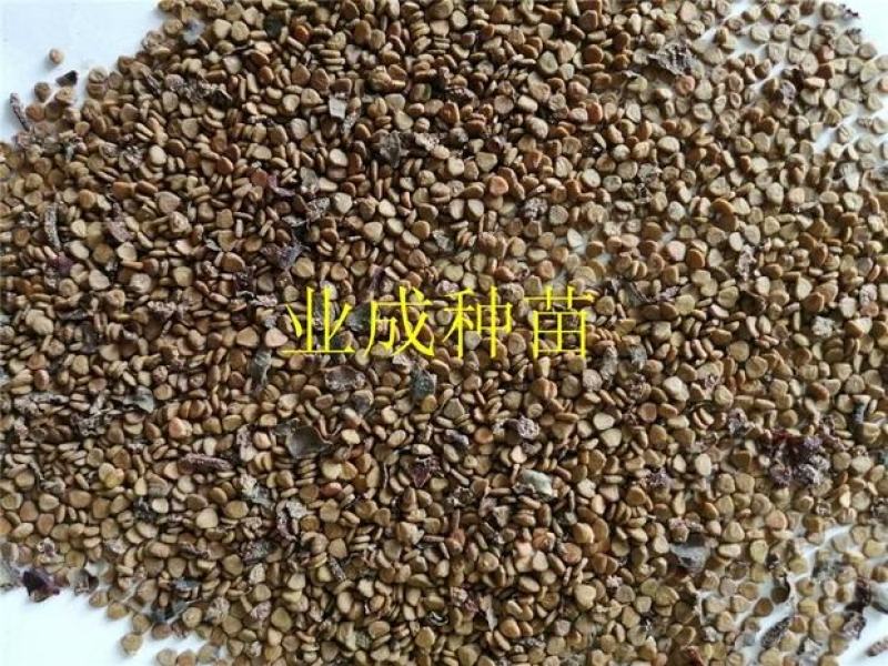桃金娘种子多捻多年野果山杜鹃