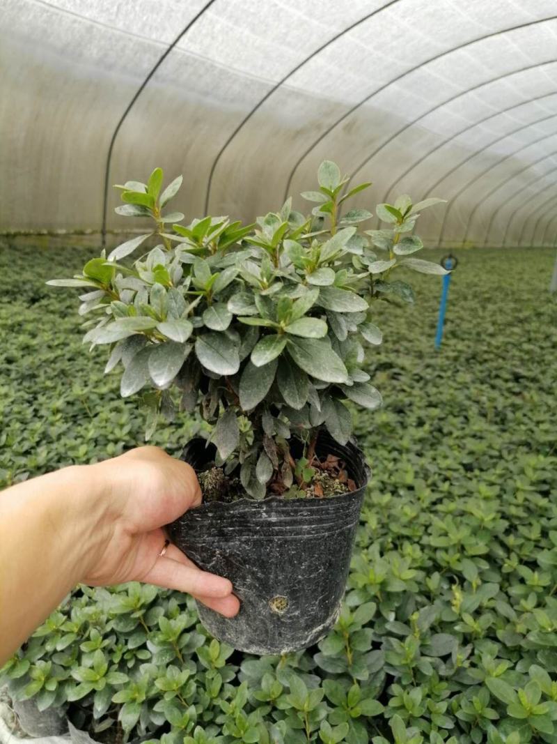 西洋鹃杯苗，成都西洋鹃基地直供，西洋鹃价格多少