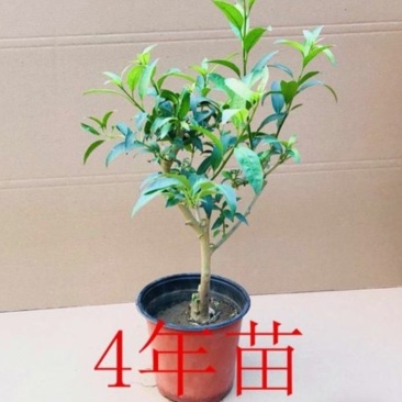 夜来香花树苗九里香夜来香盆栽花卉植物室内驱蚊花苗浓香四季